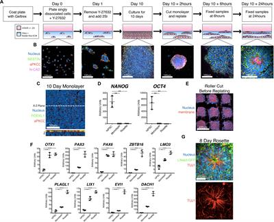 Effect of Cell Spreading on Rosette Formation by Human Pluripotent Stem Cell-Derived Neural Progenitor Cells